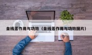 金线莲作用与功效（金线莲作用与功效图片）