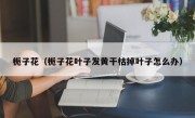 栀子花（栀子花叶子发黄干枯掉叶子怎么办）