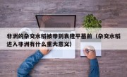 非洲的杂交水稻被带到袁隆平墓前（杂交水稻进入非洲有什么重大意义）