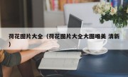 荷花图片大全（荷花图片大全大图唯美 清新）